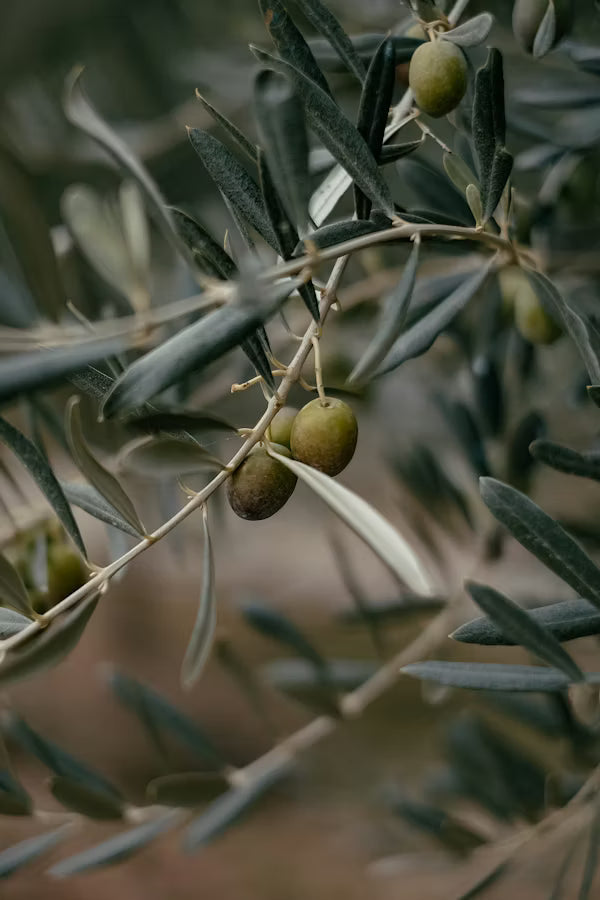 Olives