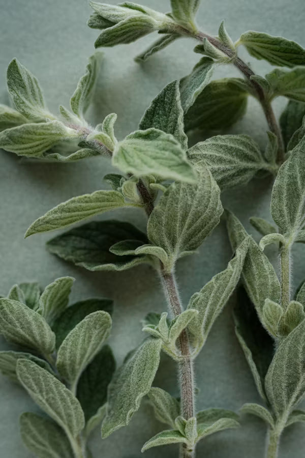 Herbs and Teas